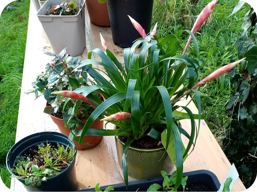 Plant Sale